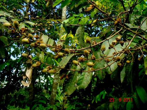 Image of lagerstroemia