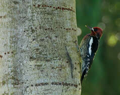 Image of Sapsucker