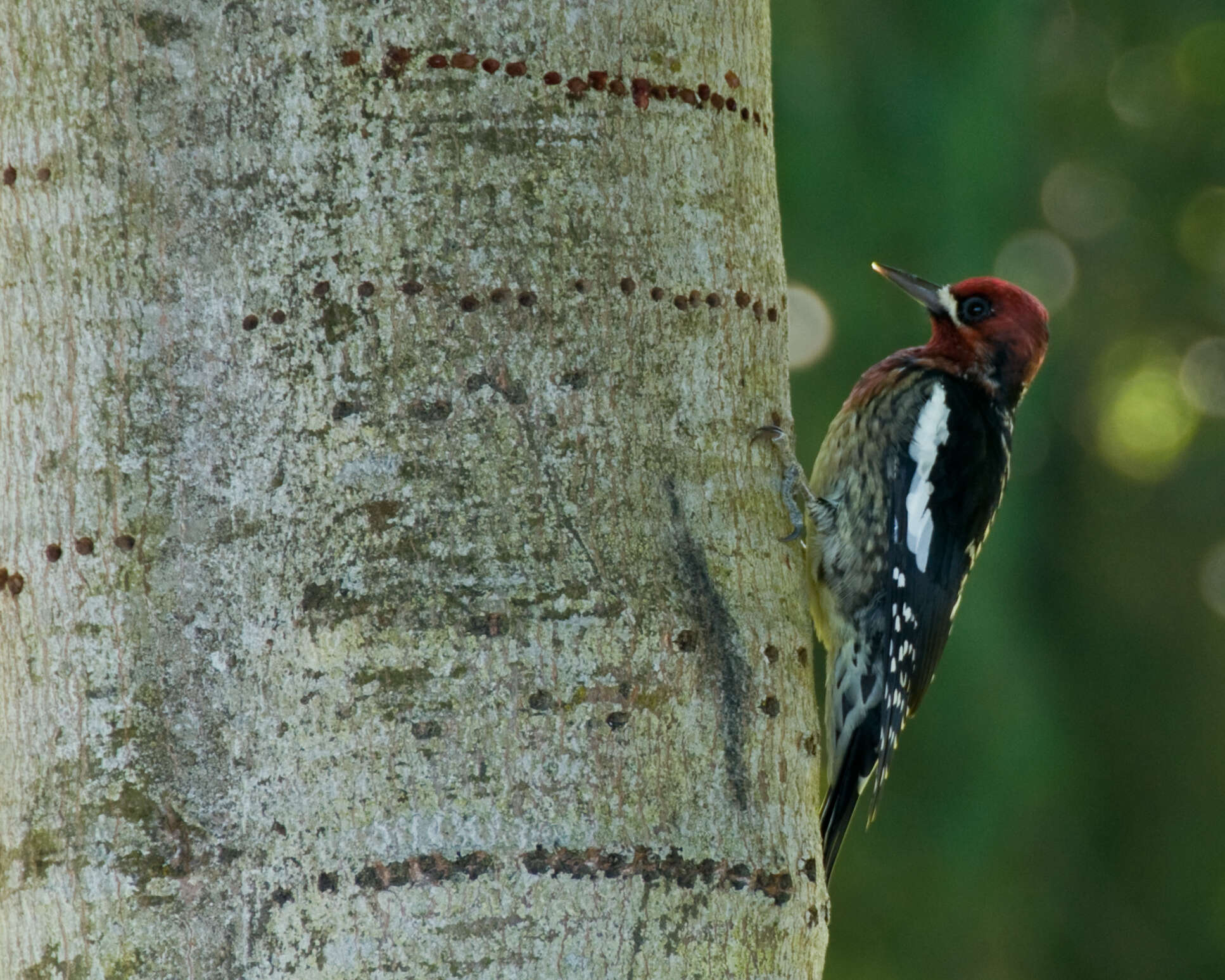 Image of Red-breasted Sapsucker