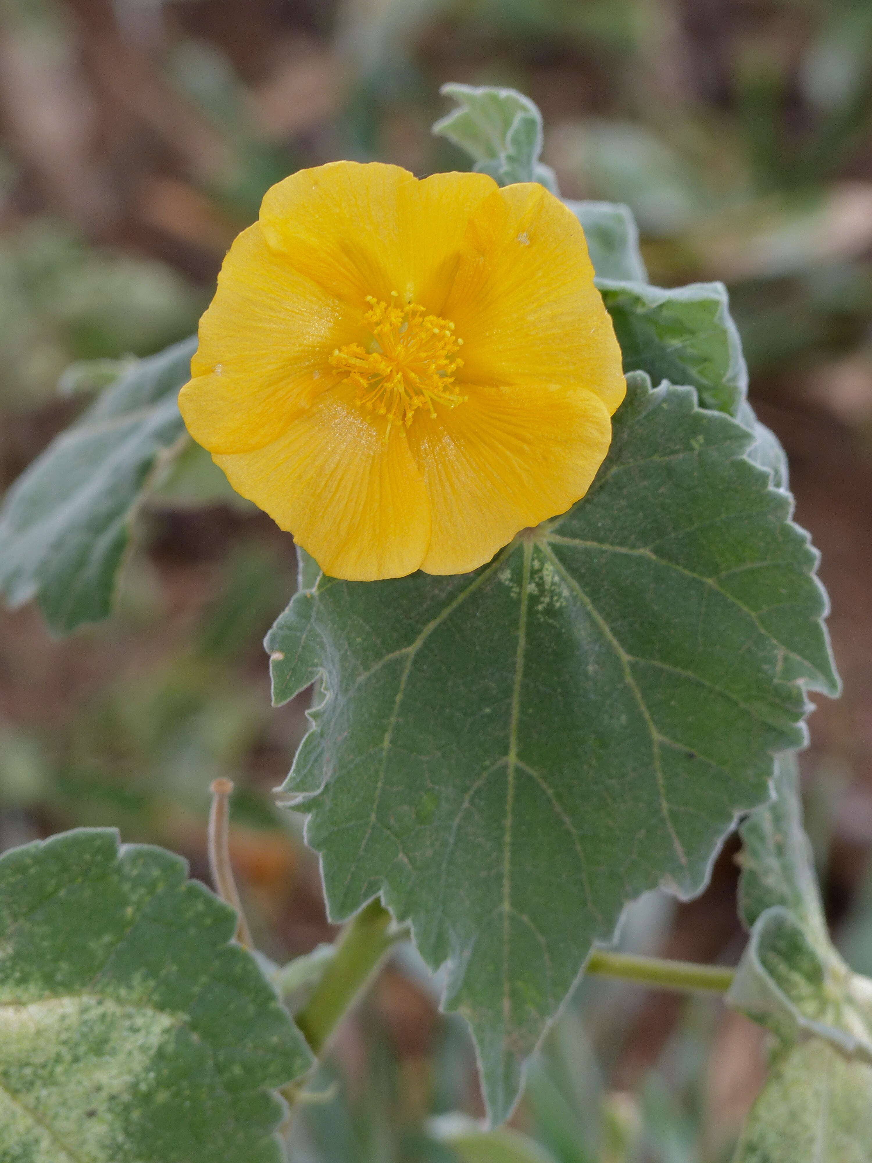 Image of Pavonia burchellii (DC.) Dyer