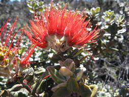 Image of lehua