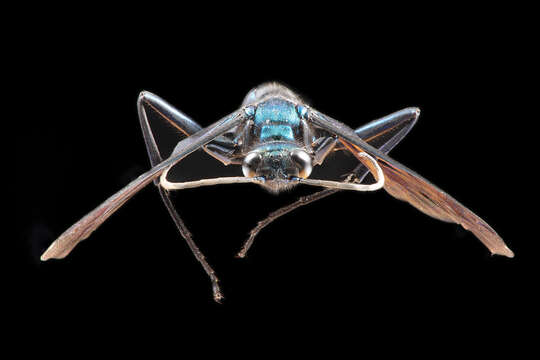 Image of Blue Mud Wasps
