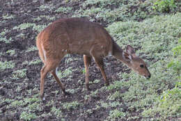 Image of Spiral-horned Antelope