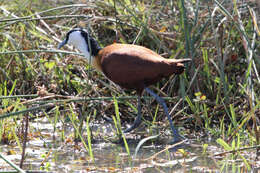 Image of Actophilornis Oberholser 1925