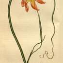 Image of Moraea collina miniata minor