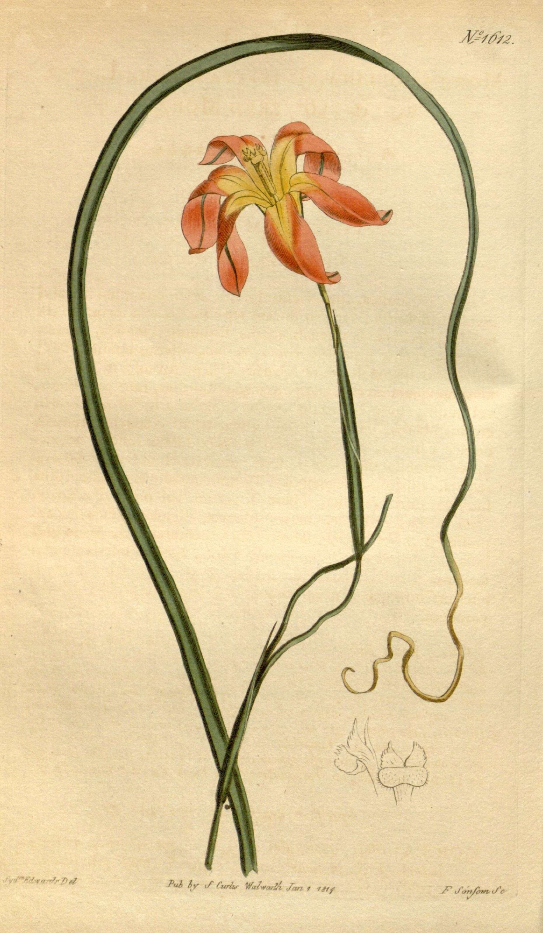 Image of Iridaceae