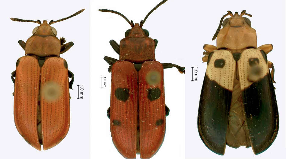 صورة Chelobasis perplexa (Baly 1858)