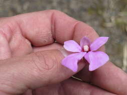 Image of Impatiens hoehnelii T. C. E. Fries