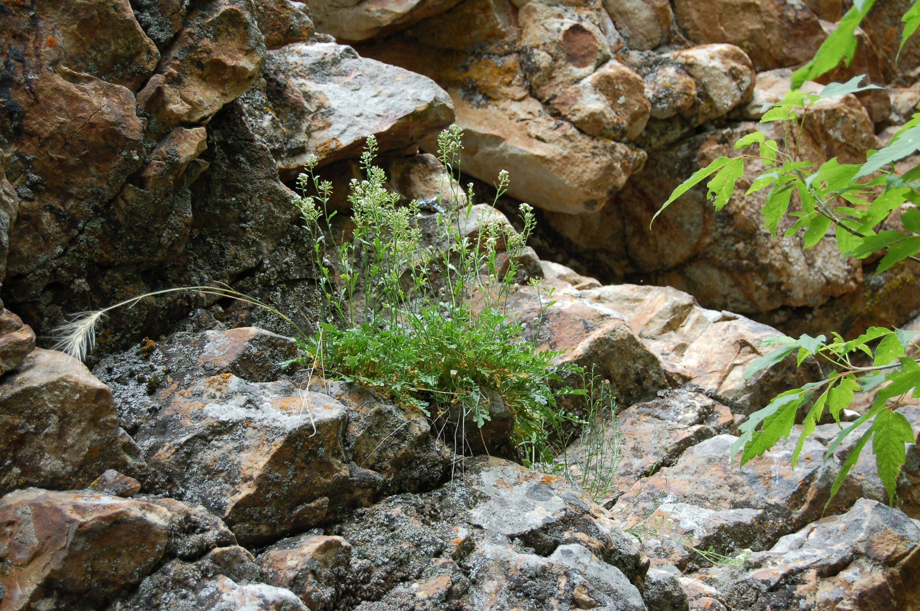 Image of Peppercresses