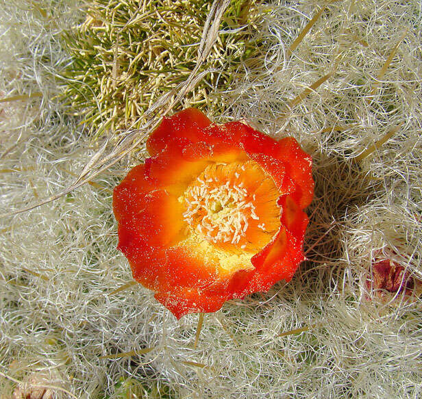 Image of Austrocylindropuntia