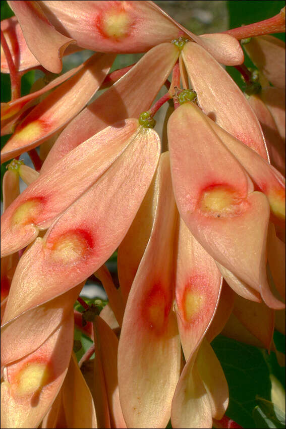 Image of tree-of-heaven