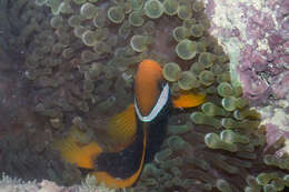 Image of Blackback anemonefish