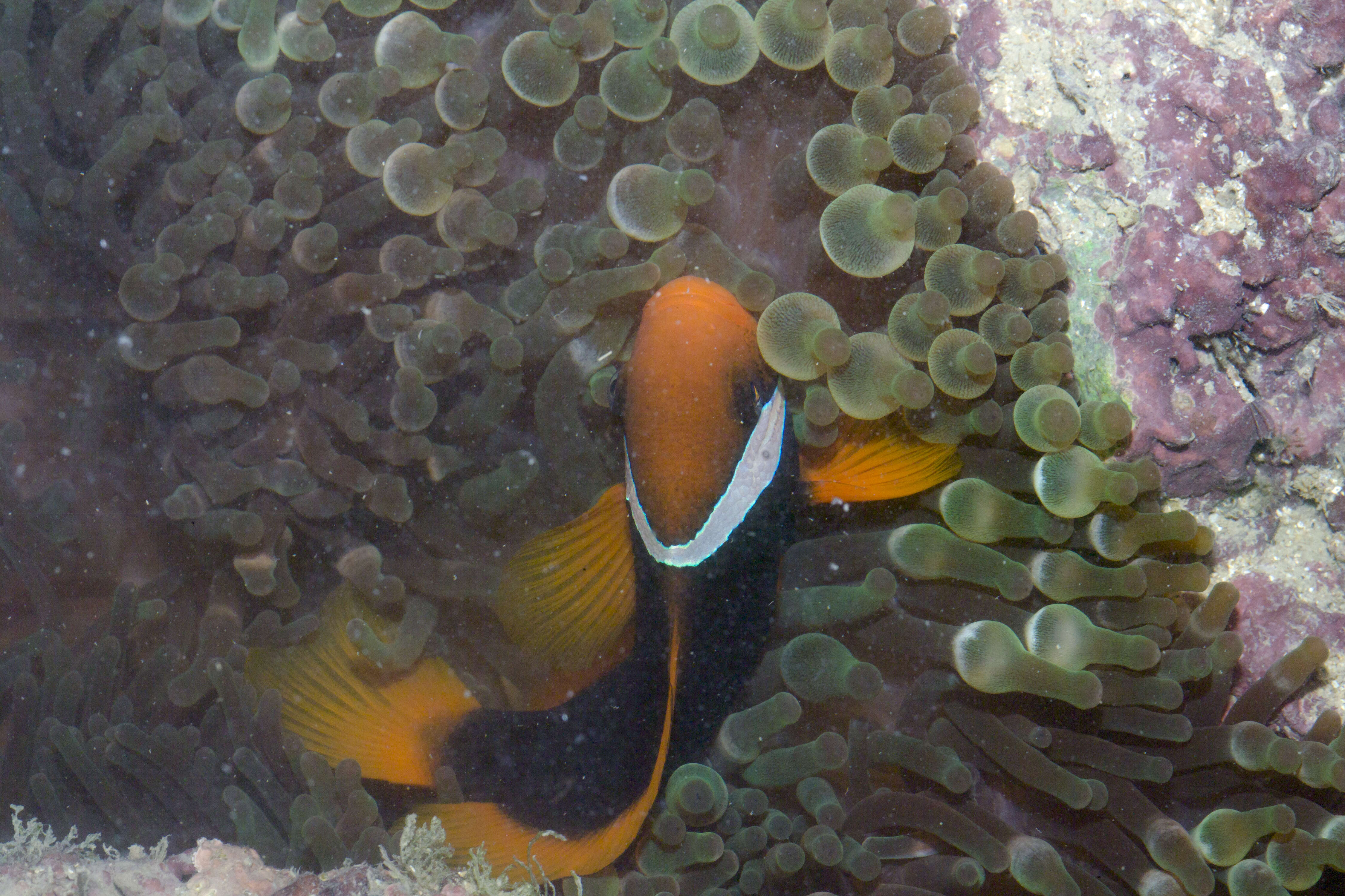 Image of Blackback anemonefish