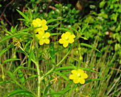 Image of Angle-Stem Primrose-Willow