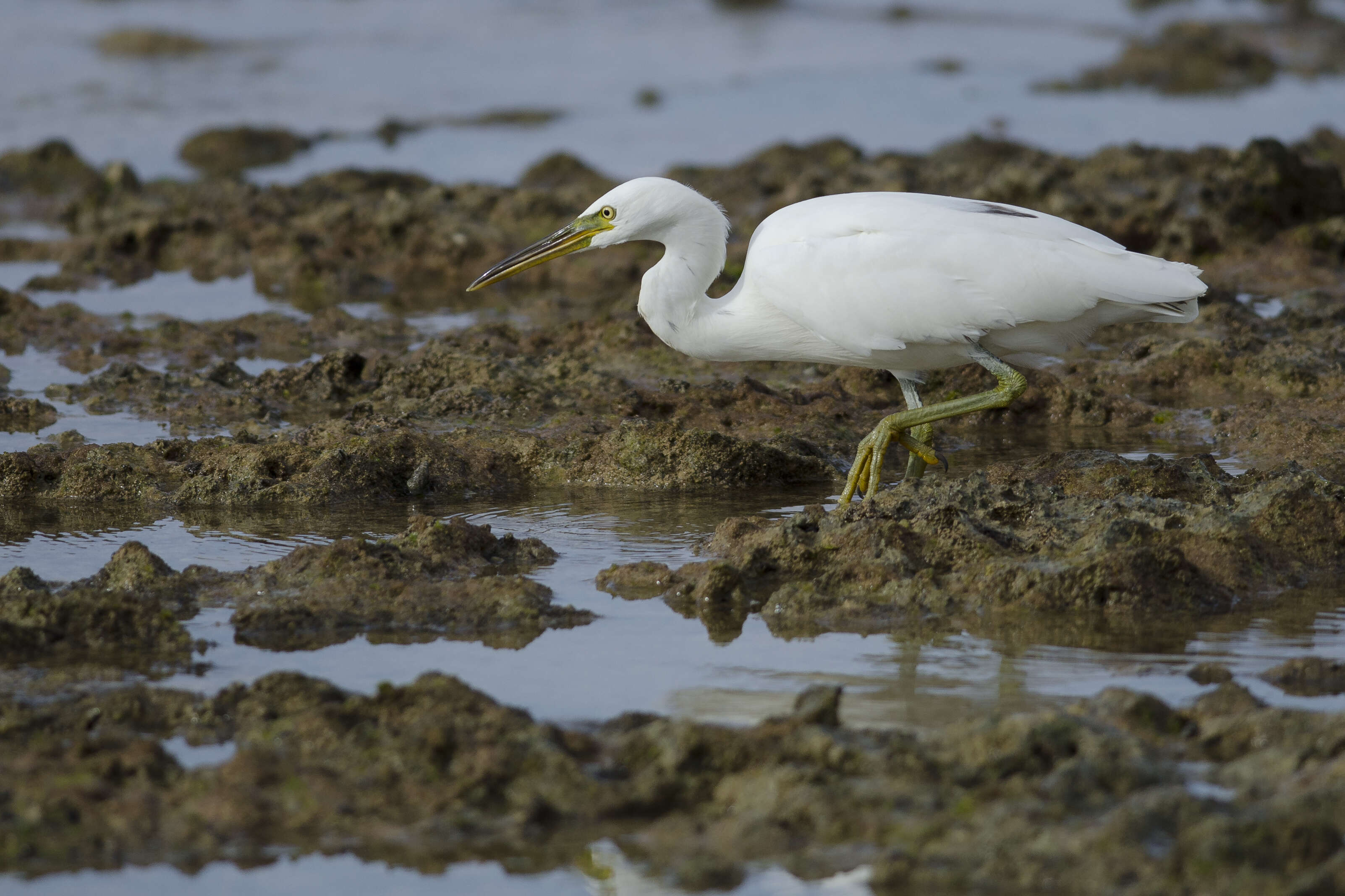 Image de Aigrette sacrée