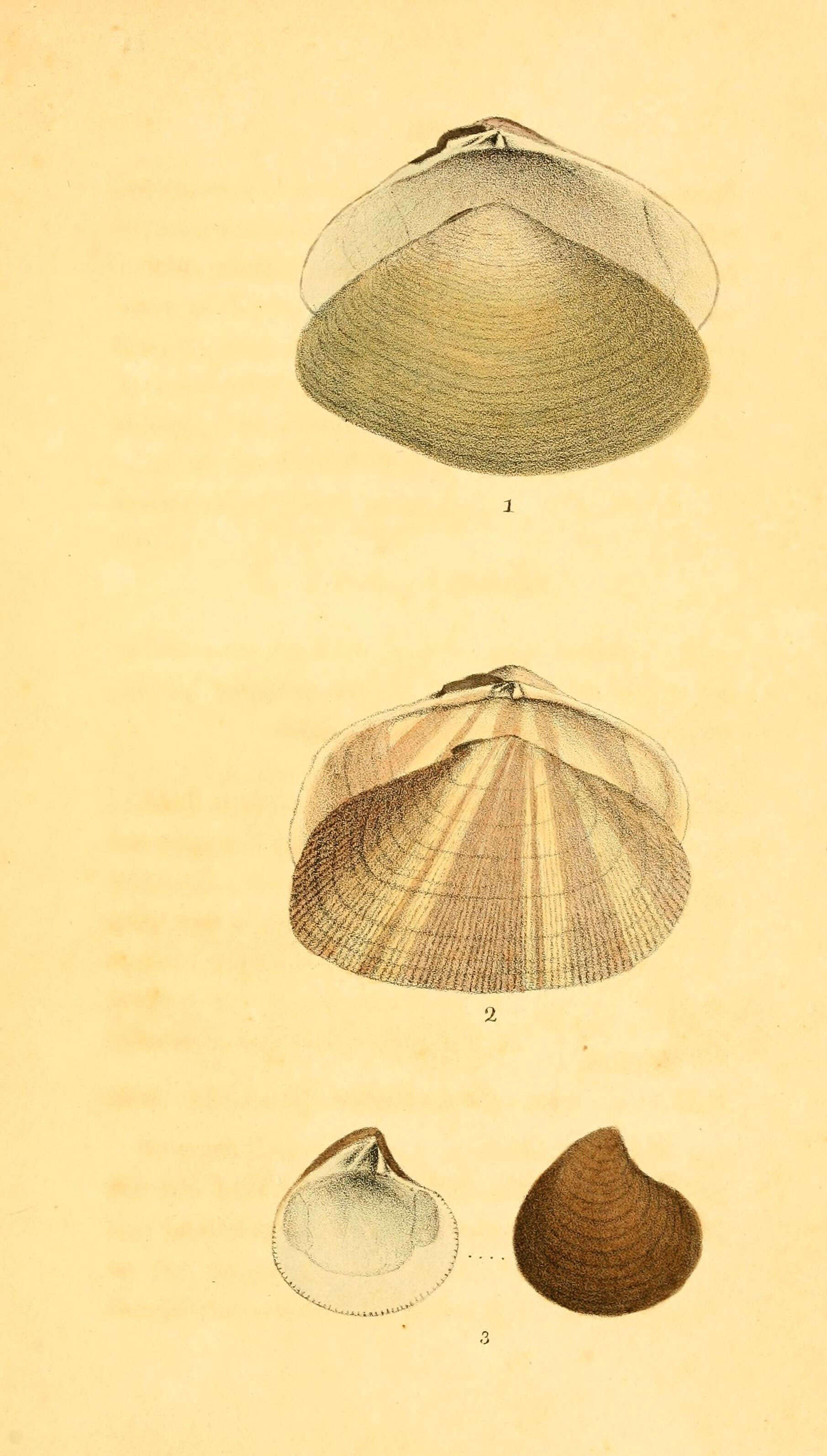 Image de Bivalvia Linnaeus 1758