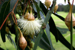 Imagem de Eucalyptus longifolia Link & Otto