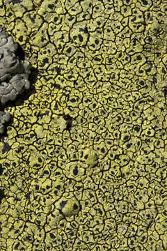 Image of lecanora map lichen