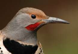 Image of Northern Flicker