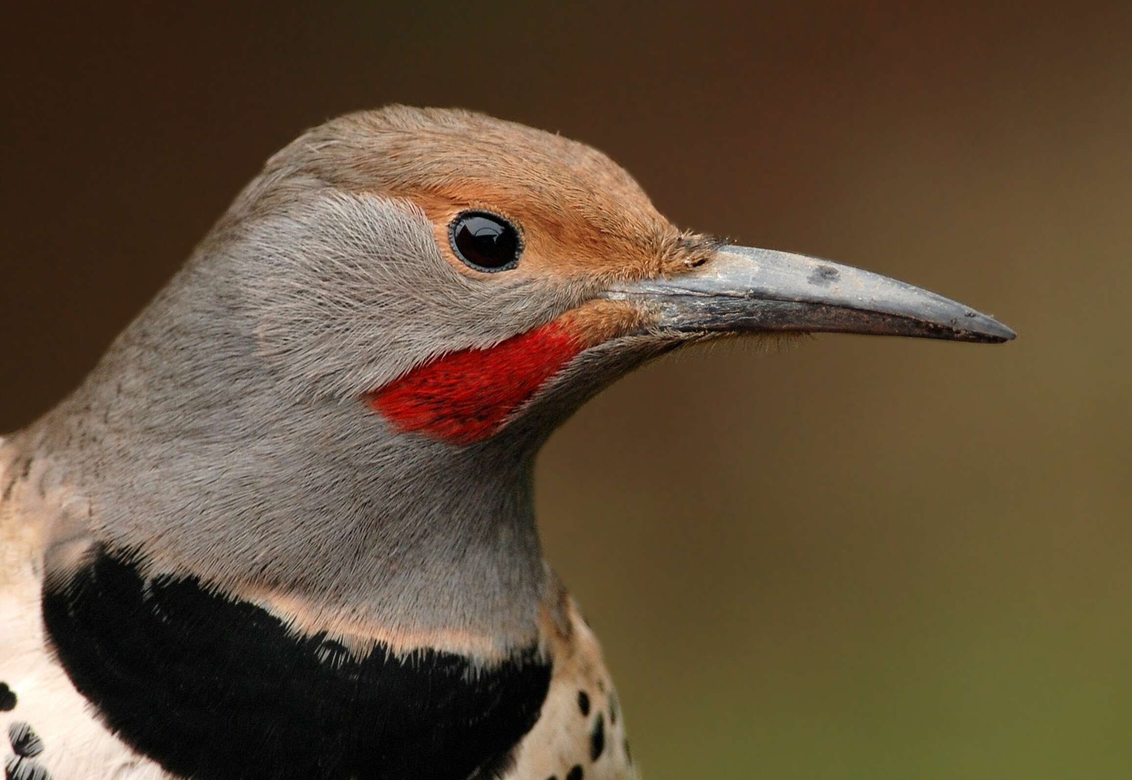 Image of Northern Flicker