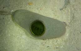 Image of tunicates