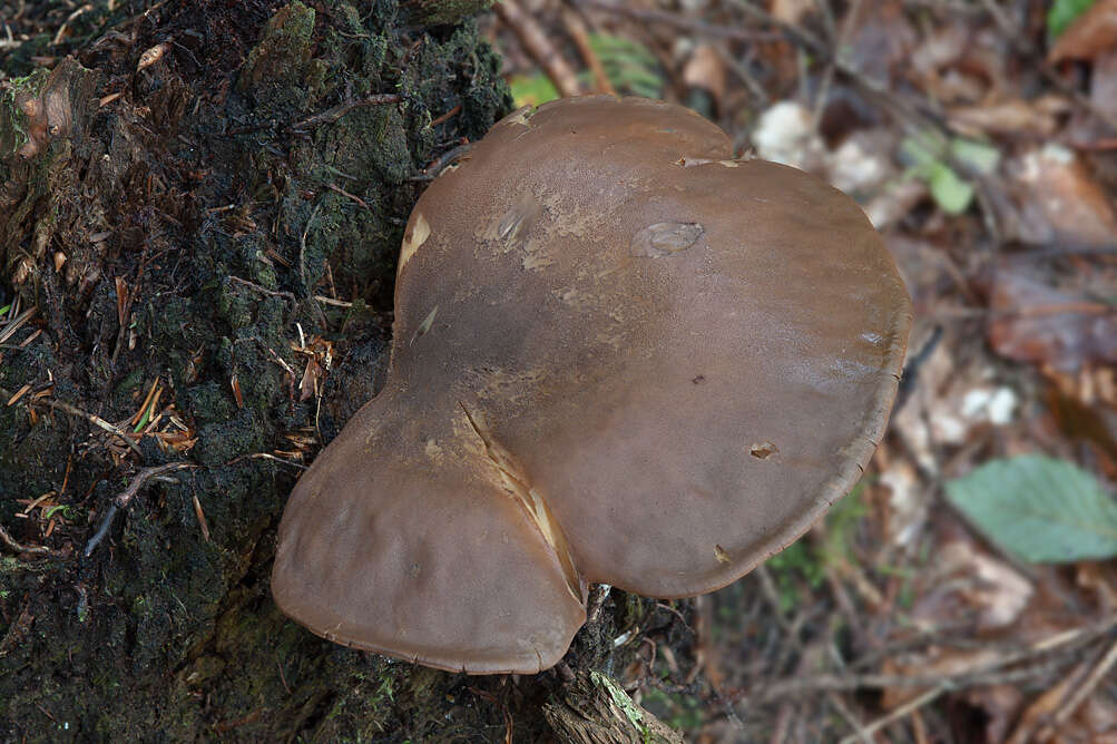 صورة Tapinella atrotomentosa (Batsch) Šutara 1992