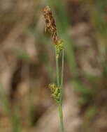 Image of Mead's Sedge