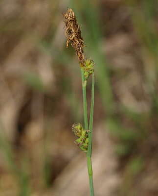 Image of Mead's Sedge