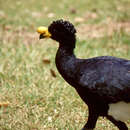 Image of Yellow-knobbed Curassow