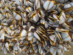 Image of goose barnacles