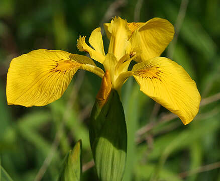 Image of iris