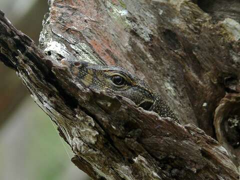 Image of Common Water Monitor