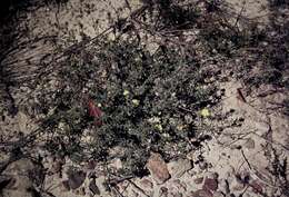 Image of Hibbertia riparia (R. Br. ex DC.) Hoogland