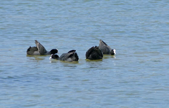 Image of Common Coot