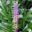 Image of Aechmea gamosepala Wittm.