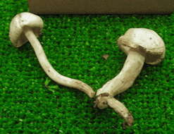 Слика од Hygrophorus chrysodon (Batsch) Fr. 1838