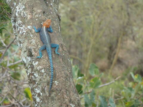 Sivun Agama agama (Linnaeus 1758) kuva