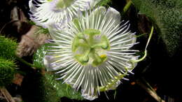 Image of passionflower