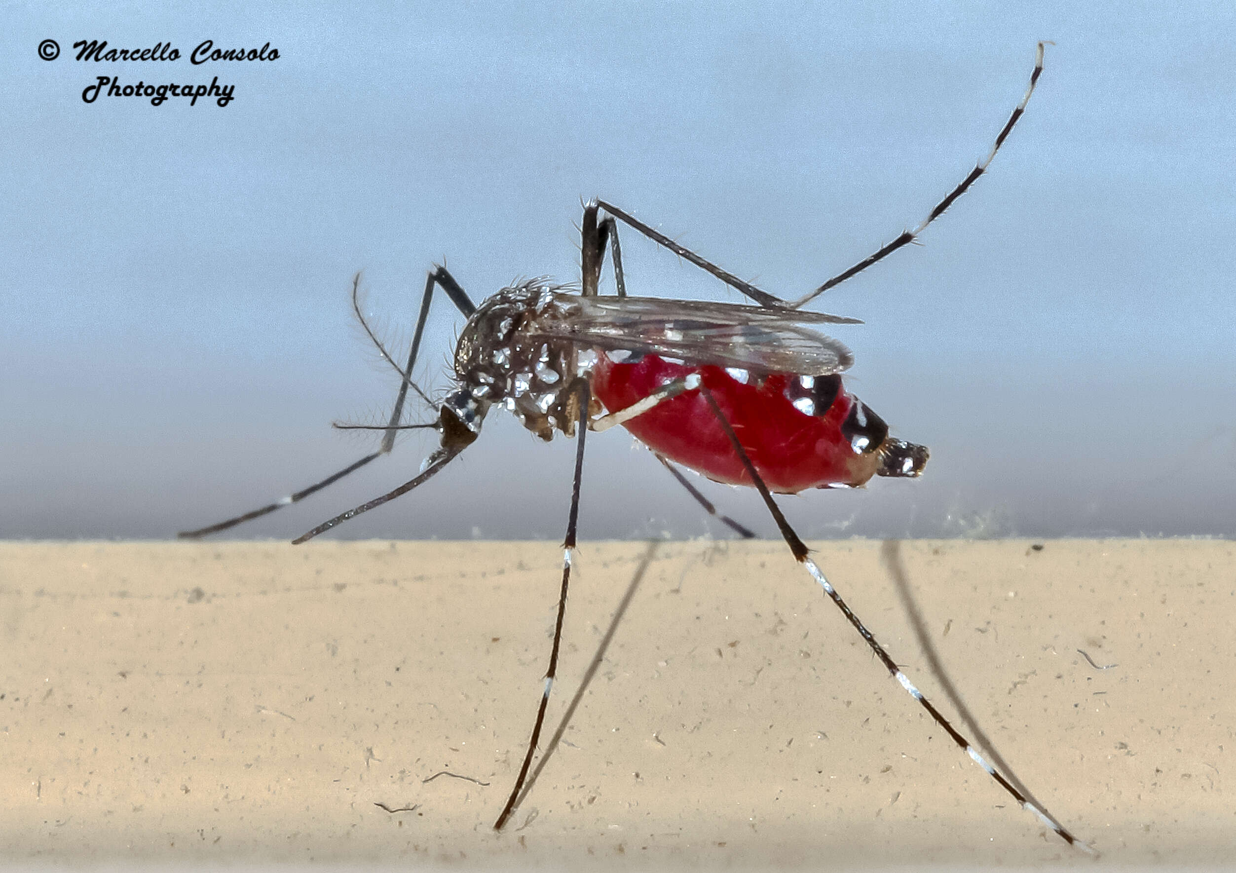 Image of mosquito