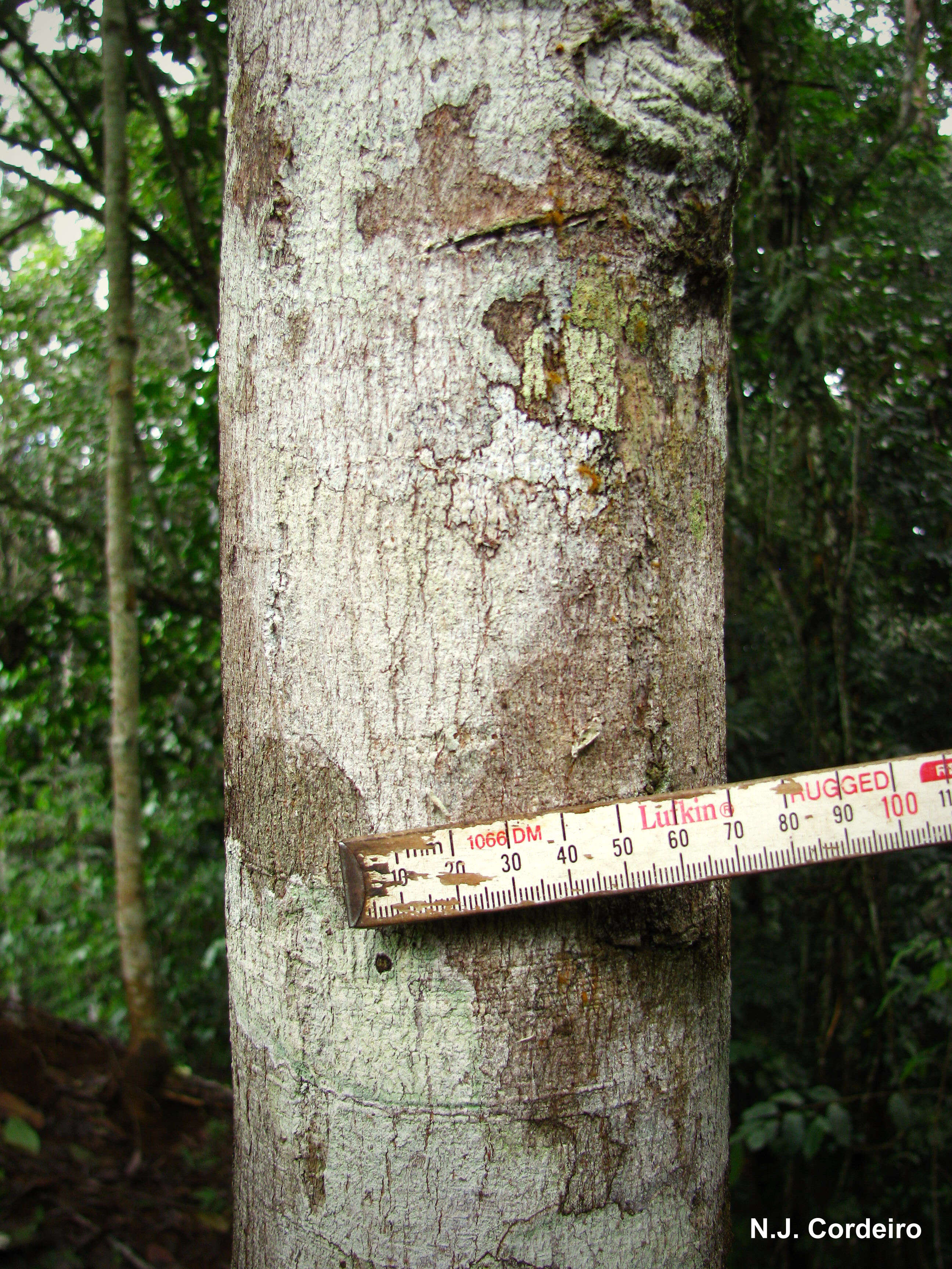 Image of Forest natal mahogany