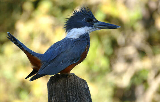 Image of Ringed Kingfisher