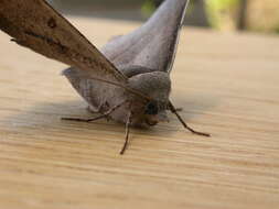 Image of Oenochroma vetustaria Walker 1860