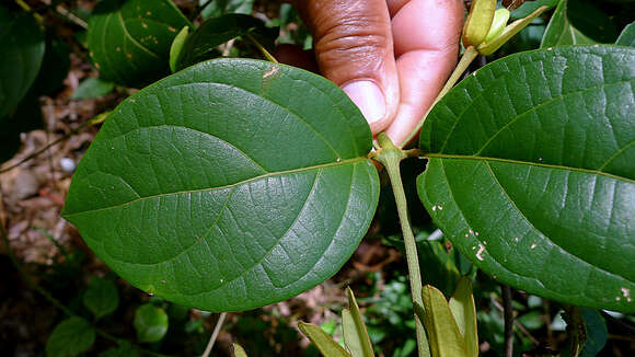 Image of Mendoncia velloziana (C. Martius) Nees