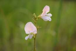 Image of spiked hoarypea