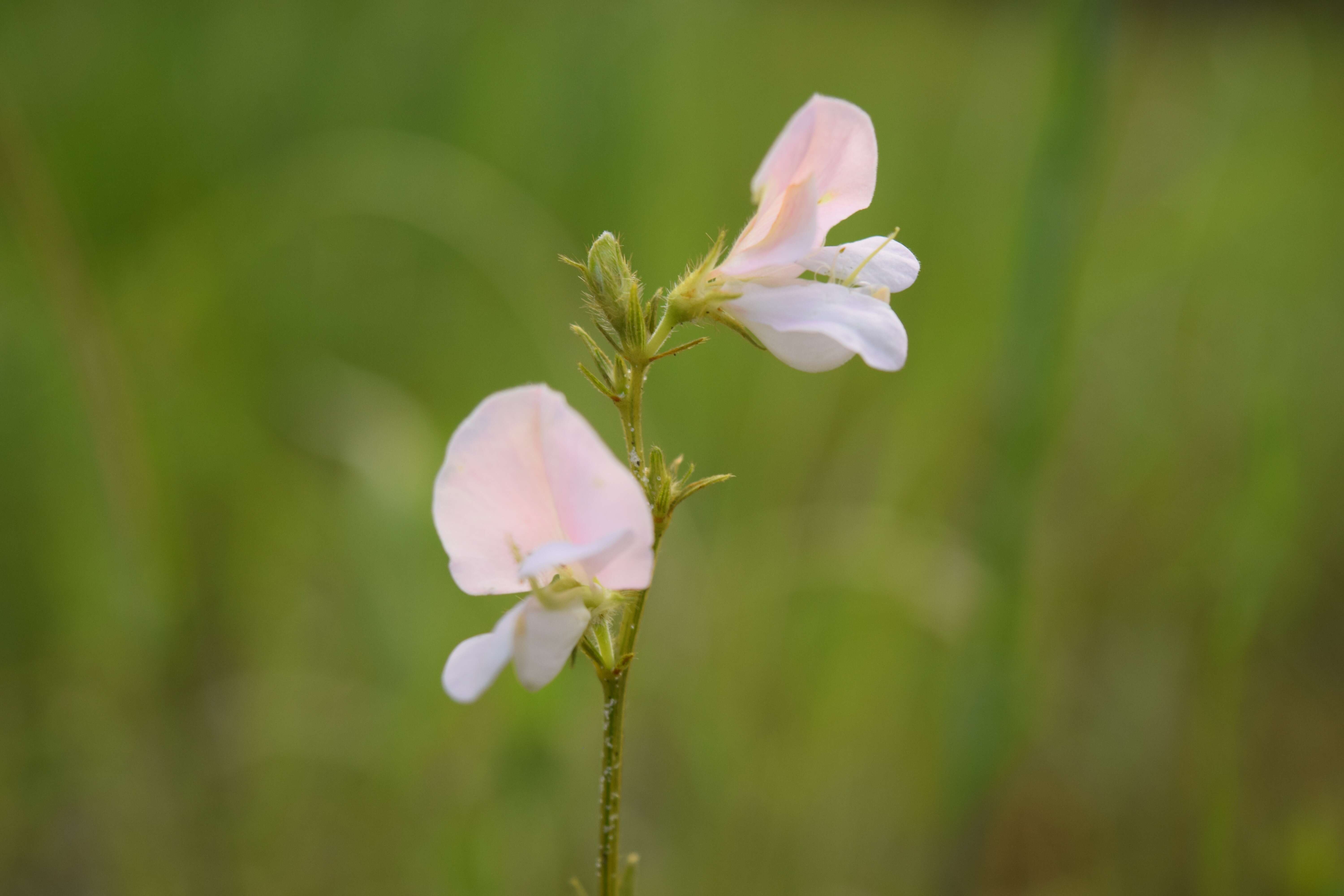 Image of spiked hoarypea