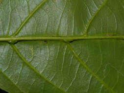 Image of Styrax glabratus Schott