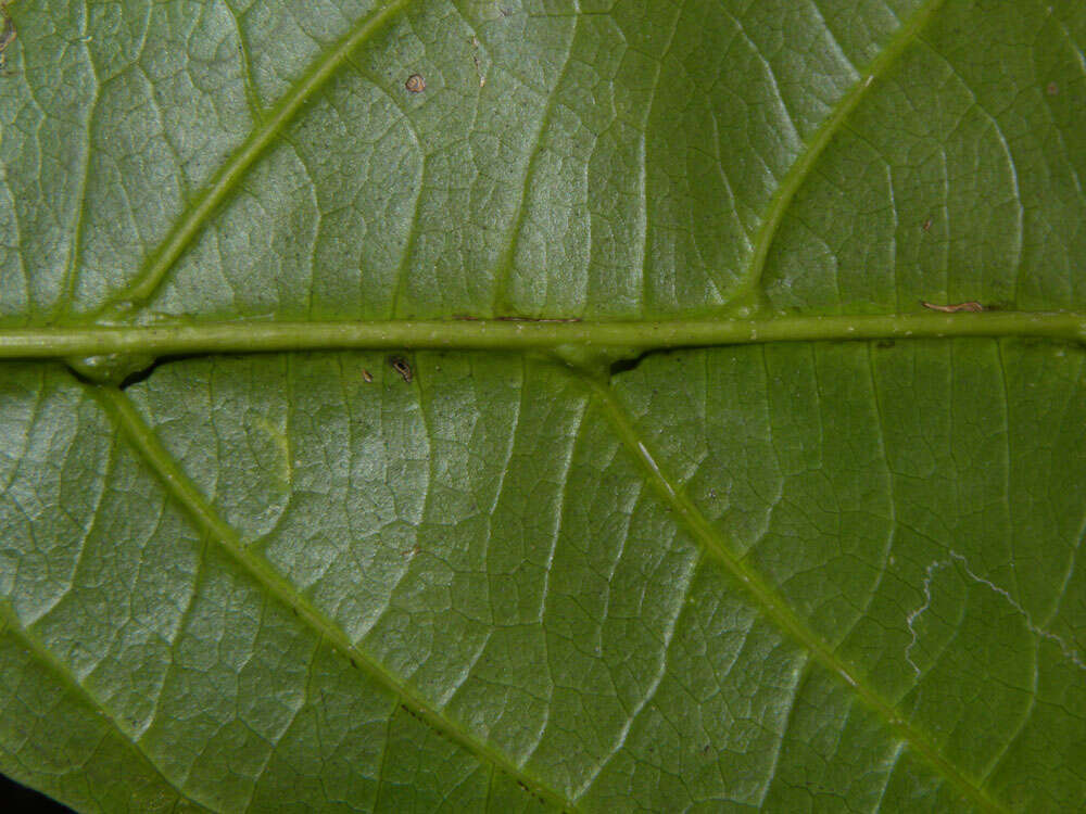 Image of Styrax glabratus Schott