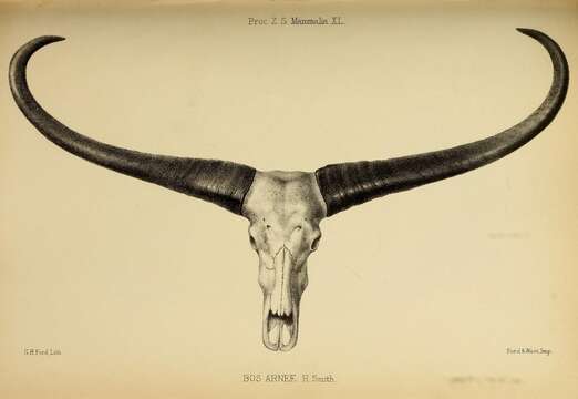 Image of Bubalus C. H. Smith 1827