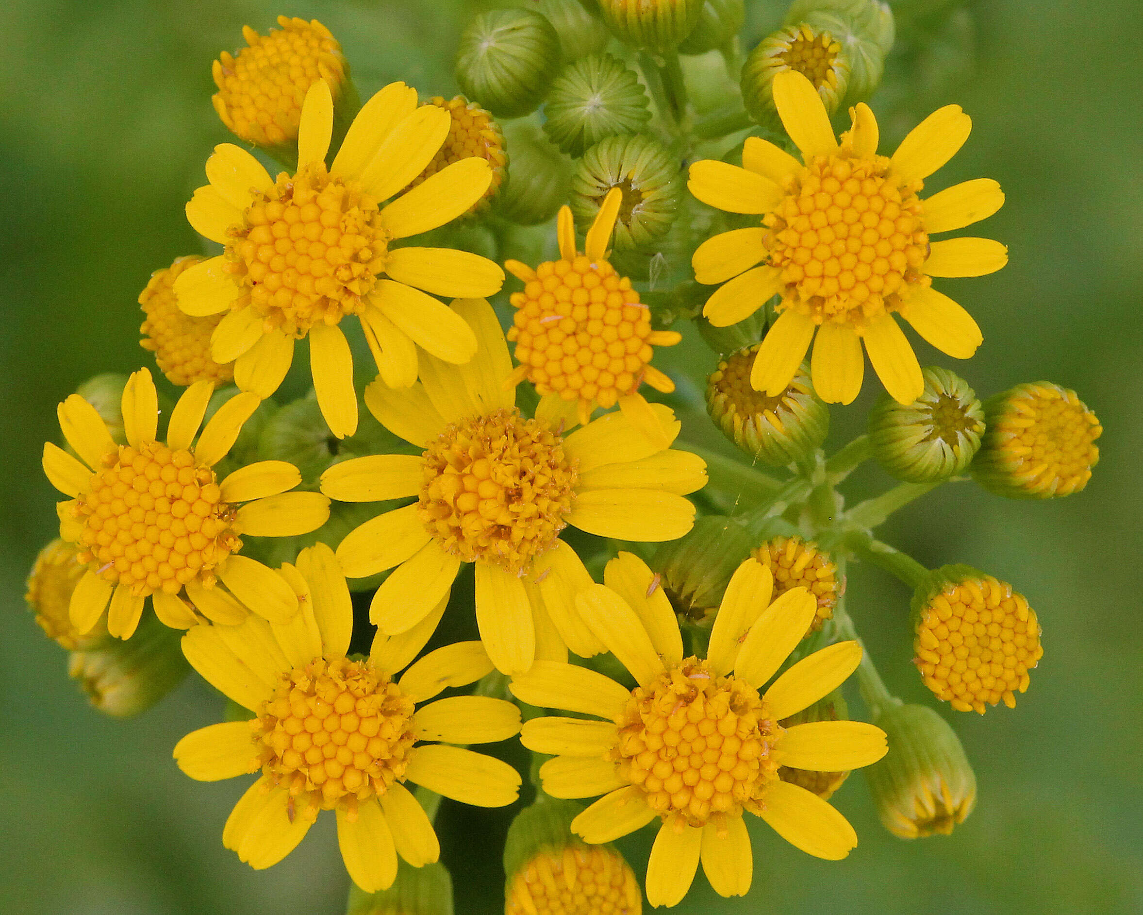 Image of ragwort