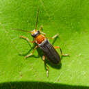 Image of Cantharis lateralis